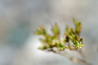 Tengere Veldmuur - Fine-leaved Sandwort - Minuartia hybrida