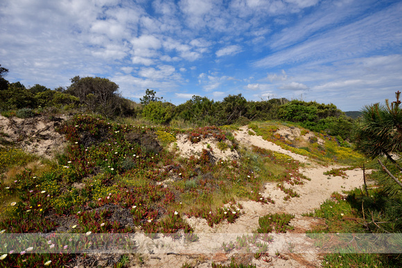 Middagbloem; Hottentot-fig; Carpobrotus edulis