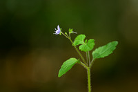 Bosereprijs; Wood Speedwell; Veronica montana