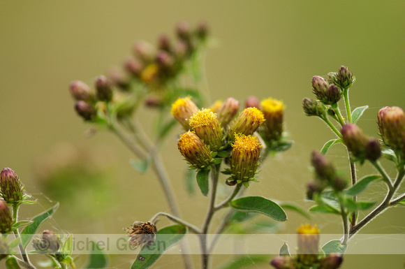 Donderkruid; Ploughman's spikenard; Inula conyzae;