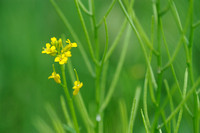 Vroeg Barbarakruid - Early Yellowrocket - Barbarea verba