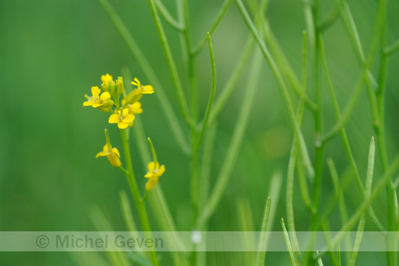 Vroeg Barbarakruid; Early Yellowrocket; Barbarea verba