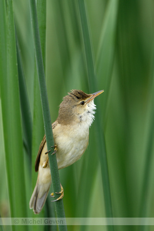 Kleine karekiet; Eurasian Reed Warbler; Acrecophalus scirpaceus