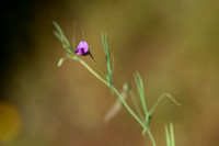 Lathyrus angulatus