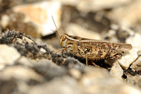 Italiaanse rosevleugel - Common Pincer Grasshopper - Calliptamus italicus