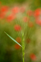 Aegilops triuncialis subsp. Triuncialis