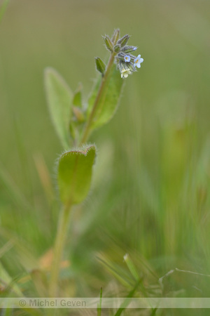 Veelkleurig vergeet-mij-nietje; Changing Forget-me-not; Myosotis