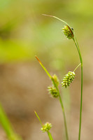 Bleke Zegge; Pale Sedge; Carex pallescens;