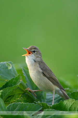 Bosrietzanger; Marsh Warbler; Acrocephalus palustris