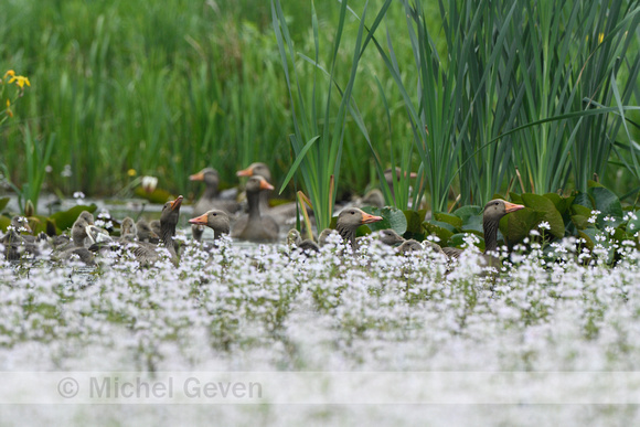 Grauwe Gans; Greylag Goose; Anser anser