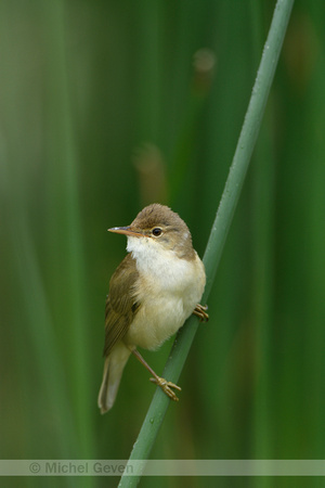 Kleine karekiet; Eurasian Reed Warbler; Acrecophalus scirpaceus