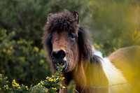 Paard; Horse