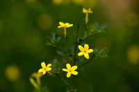 Jasminum fruticans