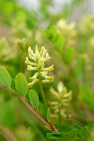 Hokjespeul; Wild Liquorice; Astragalus glycyphyllos