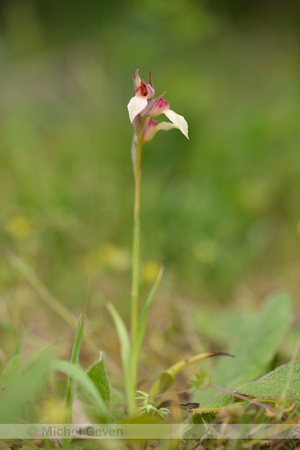 Gewone tongorchis; Tongue orchid; Serapias lingua