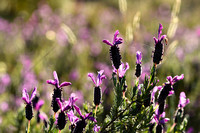 Kuiflavendel; French Lavender; Lavandula stoechas