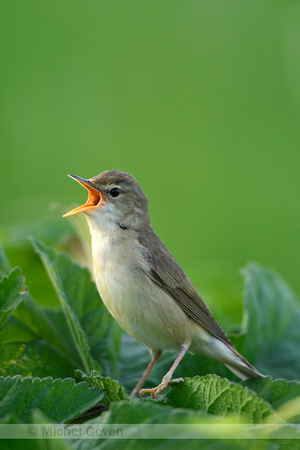 Bosrietzanger; Marsh Warbler; Acrocephalus palustris