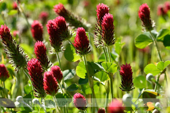 Incarnaatklaver; Crimson Clover; Trifolium  incarnatum