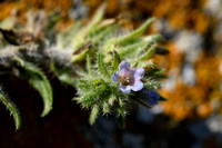 Echium calycinum