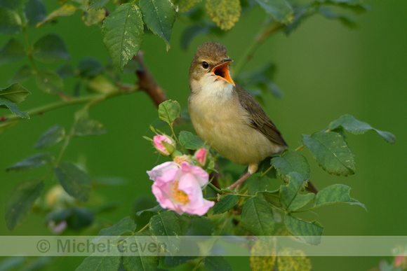 Bosrietzanger; Marsh Warbler; Acrocephalus palustris