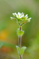 Kluwenhoornbloem; Sticky Mouse-ear; Cerastium glomeratum