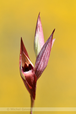 Lange tongorchis; Plow-share serapias; Serapias vomeraceae