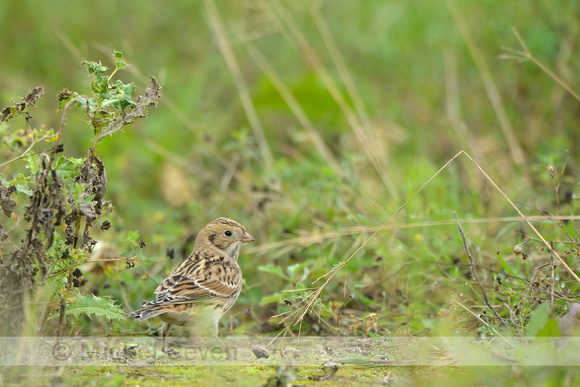 Ijsgors; Lapland Bunting; Calcarius lapponicus