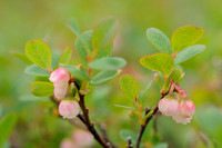 Rijsbes - Bog Bilberry - Vaccinium uliginosum