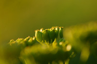 Pastinaak; Wild Parsnip; Pastinaca sativa