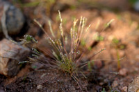 Dwerggras; Early sand-grass; Mibora minima