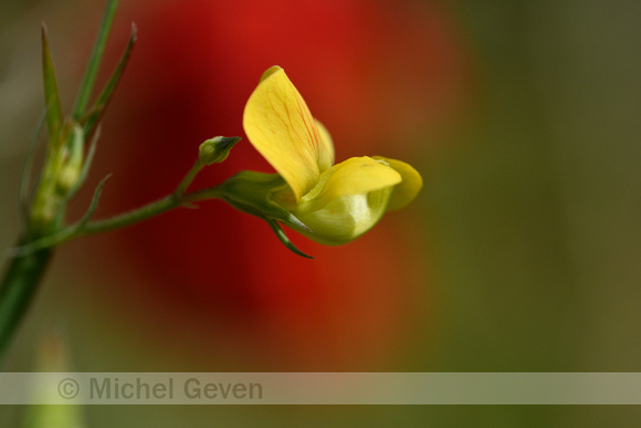 Flodder Pea; Lathyrus annuus