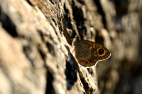 Argusvlinder - Wall Brown - Lasiommata megera