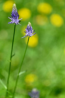 Phyteuma betonicifolium