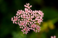 Grote Bevernel -  Pimpinella major -  Greater burnet-saxifrage