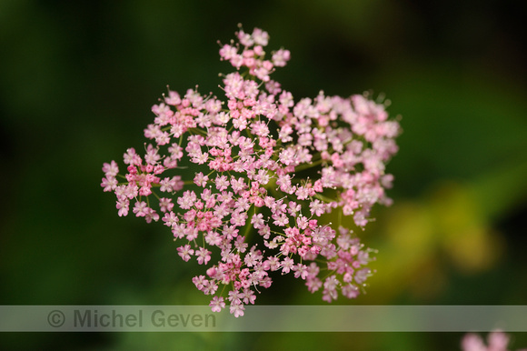 Grote Bevernel; Pimpinella major; Greater burnet-saxifrage