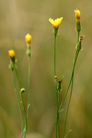 Smal Streepzaad; Narrow-leaved Hawk's-beard; Crepis tectorum