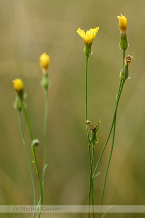 Smal Streepzaad; Narrow-leaved Hawk's-beard; Crepis tectorum