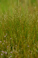 Greppelrus; Toad Rush; Juncus bufonius