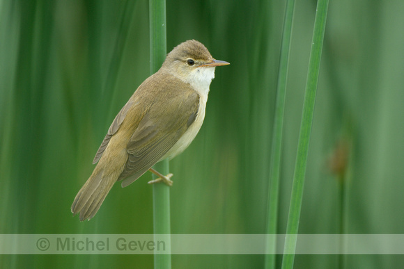 Kleine karekiet; Eurasian Reed Warbler; Acrecophalus scirpaceus