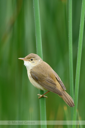 Kleine karekiet; Eurasian Reed Warbler; Acrecophalus scirpaceus