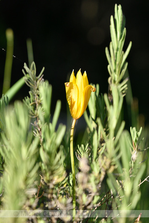Wilde tulp; Tulipa sylvestris subsp. australis