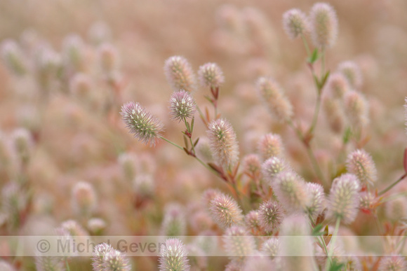 Hazenpootje; Hare's-Foot clover; Trifolium arvense