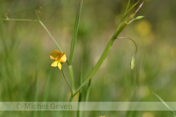 Flodder Pea; Lathyrus annuus