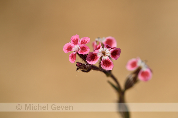 Franse silene;Small-flowered Catchfly; Silene gallica