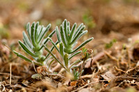 Ajuga iva subsp. pseudoiva