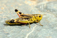 Grote Bandsprinkhaan - Large Banded Grasshopper - Arcyptera fusca
