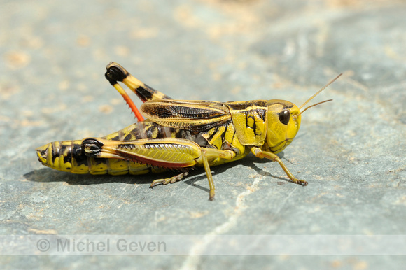 Arcyptera fusca; Large Banded Grasshopper;