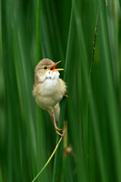 Kleine karekiet; Eurasian Reed Warbler; Acrecophalus scirpaceus
