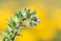 Echium calycinum