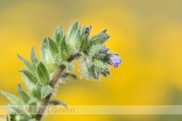 Echium calycinum